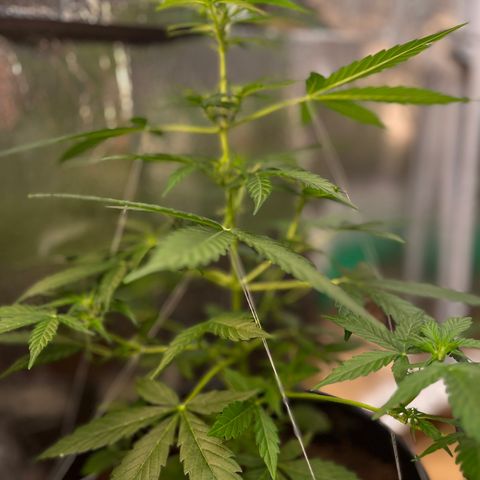 Renate growlog photo: Damned sexy