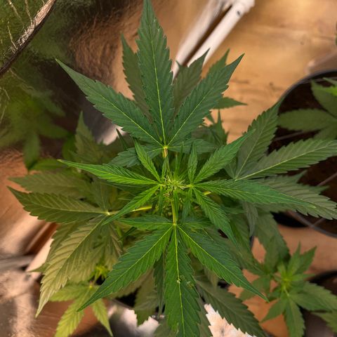 Renate growlog photo: Damned sexy