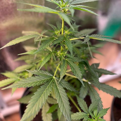 Renate growlog photo: Damned sexy