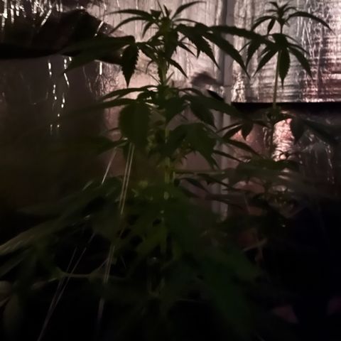 Renate growlog photo: Good night