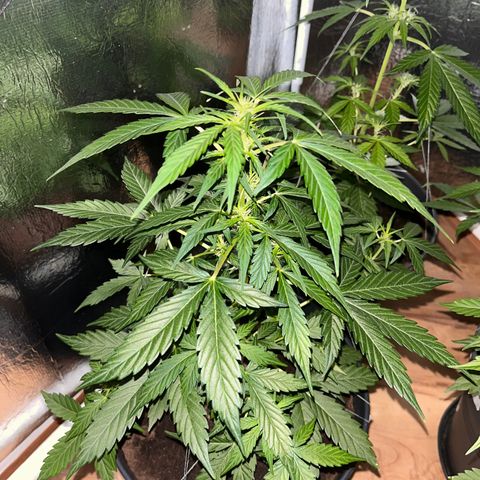 Renate growlog photo: Good night