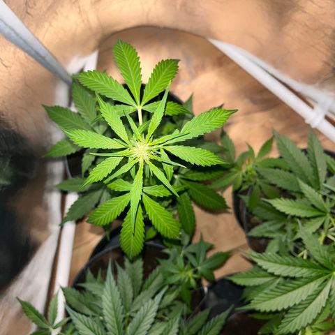 Renate growlog photo: Good night