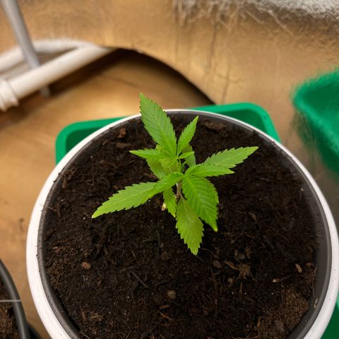 Ashley Ash growlog photo: Pi ka chuuu