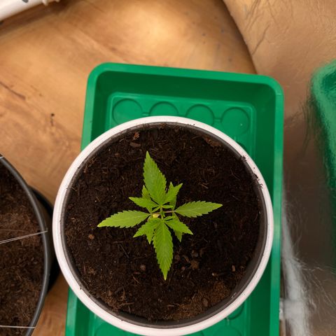 Ashley Ash growlog photo: Pi ka chuuu