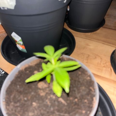 Ashley Ash growlog photo: Sunshine Reggae 😂