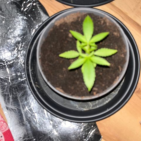 Ashley Ash growlog photo: Sunshine Reggae 😂