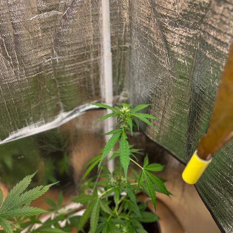 Bella Blue growlog photo: Sky high