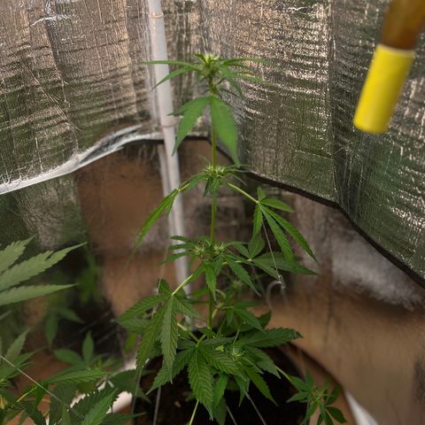 Bella Blue growlog photo: Sky high