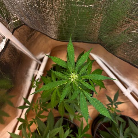 Bella Blue growlog photo: Sky high