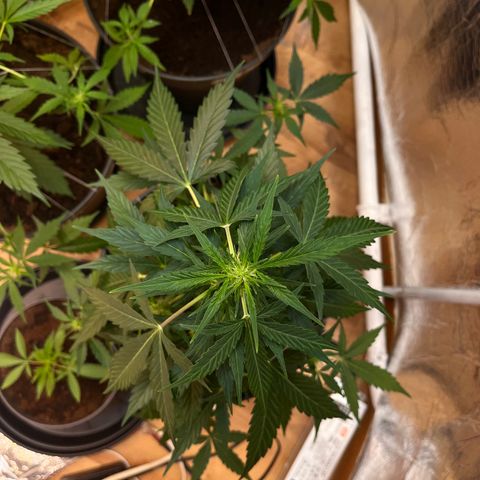 Renate growlog photo: Bushy like GILF 
