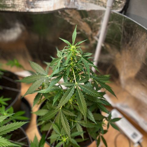 Renate growlog photo: Bushy like GILF 