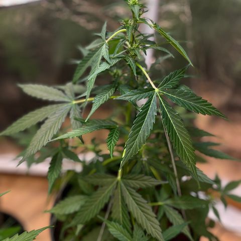 Renate growlog photo: Bushy like GILF 
