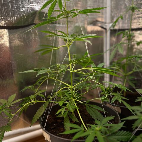 Radical Russian growlog photo: More arms then an octopus 
