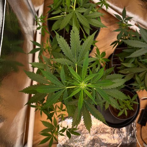 Radical Russian growlog photo: More arms then an octopus 