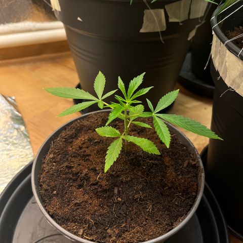 Ashley Ash growlog photo: Sure now that’s no tomatoes 