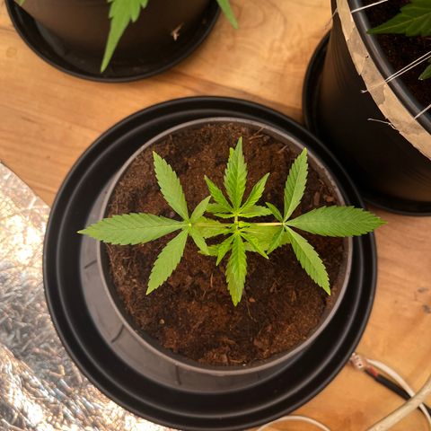 Ashley Ash growlog photo: Sure now that’s no tomatoes 