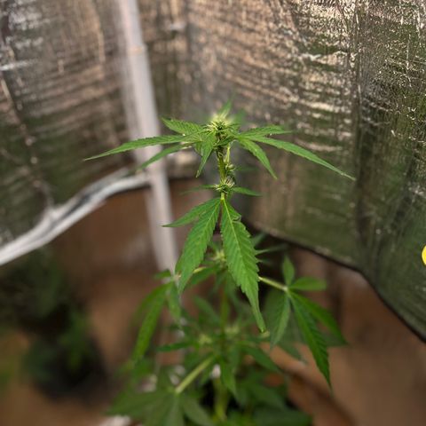 Bella Blue growlog photo: Burj Khalifa
