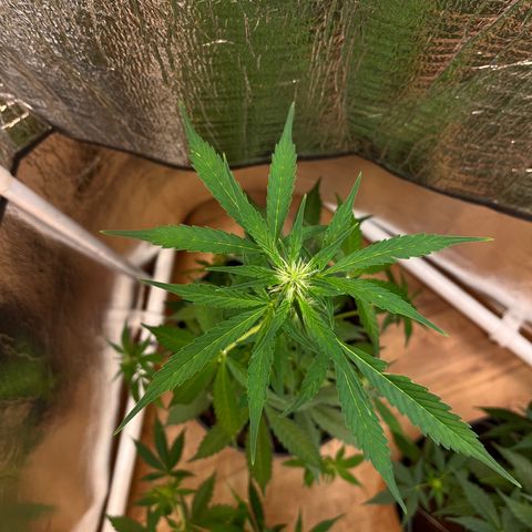 Bella Blue growlog photo: Burj Khalifa