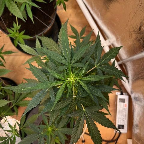 Renate growlog photo: Like a hedge