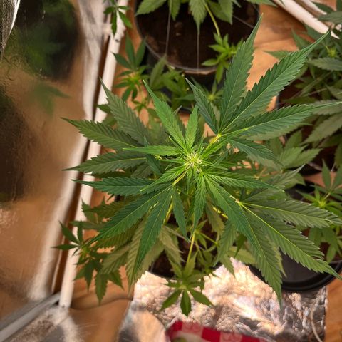 Radical Russian growlog photo: Extreme powerful scrog technique like you can see