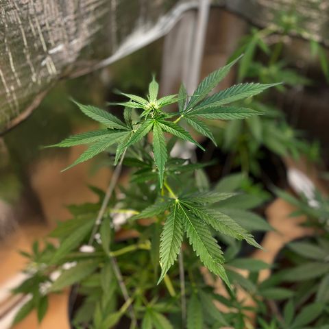 Radical Russian growlog photo: Extreme powerful scrog technique like you can see