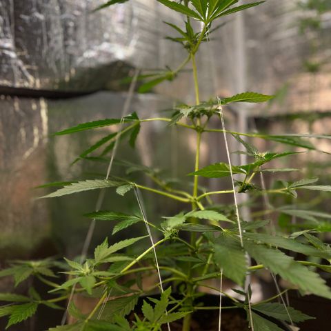 Radical Russian growlog photo: Extreme powerful scrog technique like you can see
