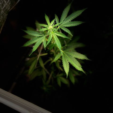Radical Russian growlog photo: Extreme powerful scrog technique like you can see