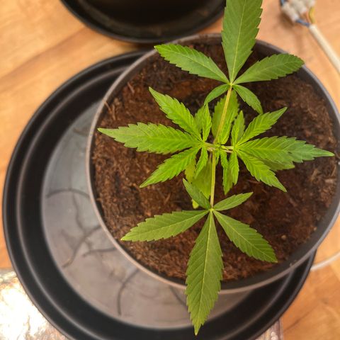 Ashley Ash growlog photo: Gummy leafs 