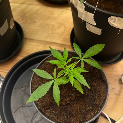 Ashley Ash growlog photo: Gummy leafs 