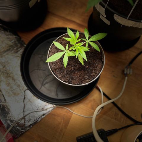 Ashley Ash growlog photo: Gummy leafs 