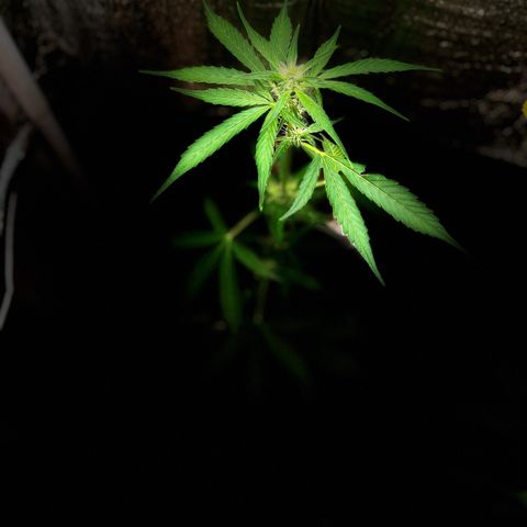 Bella Blue growlog timeline photo