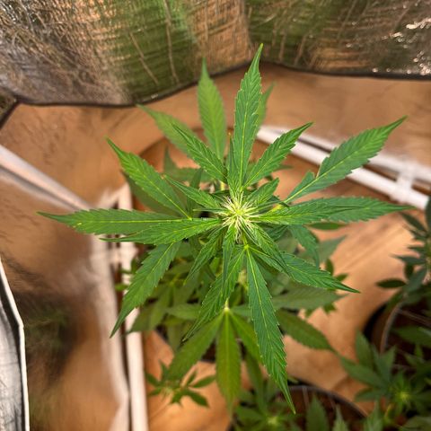 Bella Blue growlog photo: Up up and away