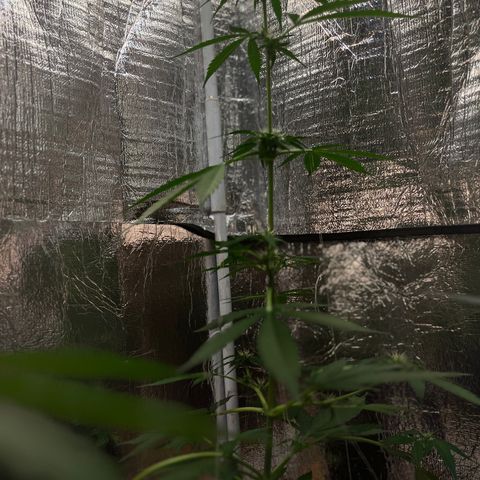Bella Blue growlog photo: Up up and away