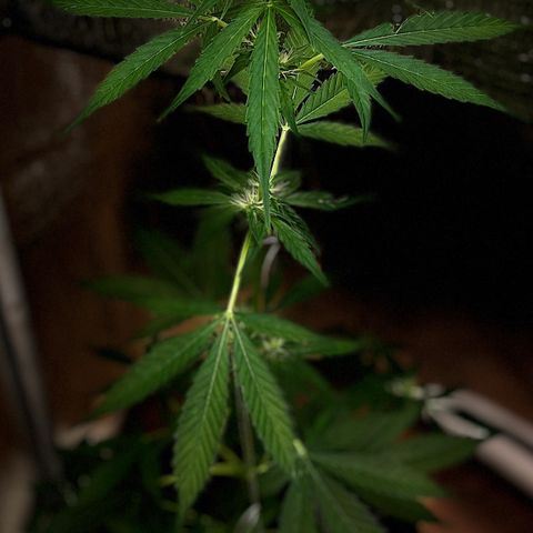 Bella Blue growlog photo: Up up and away
