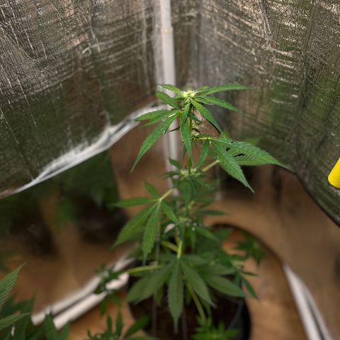 Bella Blue growlog photo: Up up and away