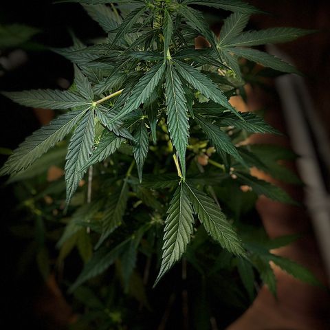 Renate growlog photo: Tree