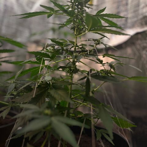 Renate growlog photo: Tree