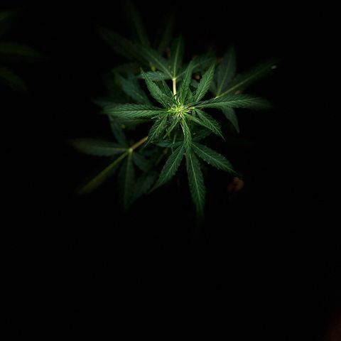 Renate growlog photo: Tree