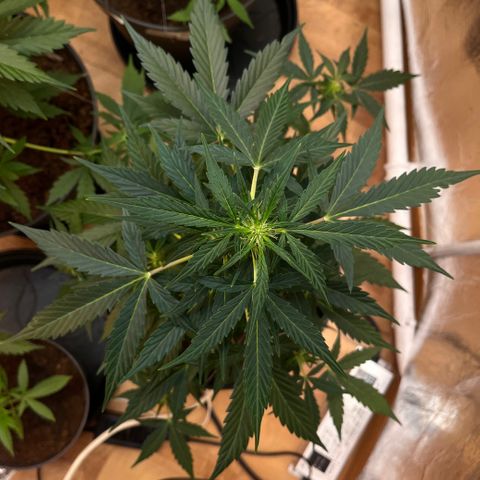 Renate growlog photo: Tree