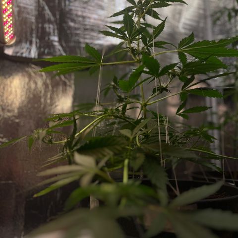 Radical Russian growlog photo: Still OG radical