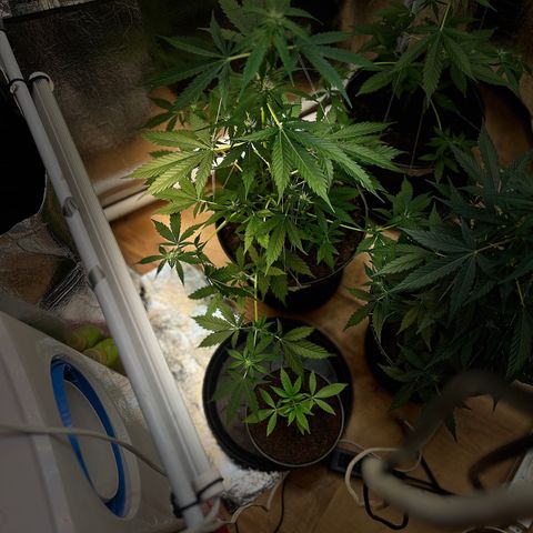 Radical Russian growlog photo: Still OG radical
