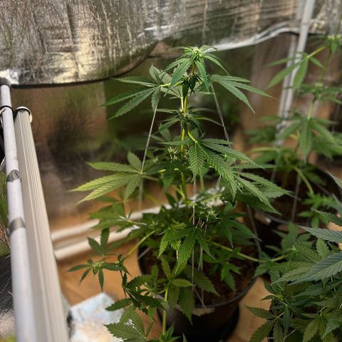 Radical Russian growlog photo: Still OG radical
