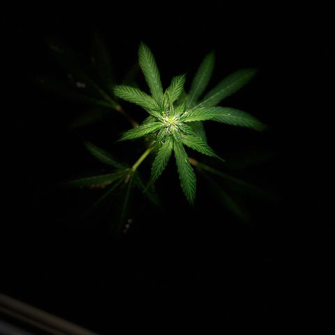 Radical Russian growlog photo: Still OG radical