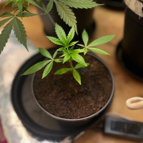 Ashley Ash growlog photo: Motherplant 