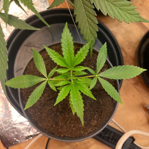 Ashley Ash growlog photo: Motherplant 