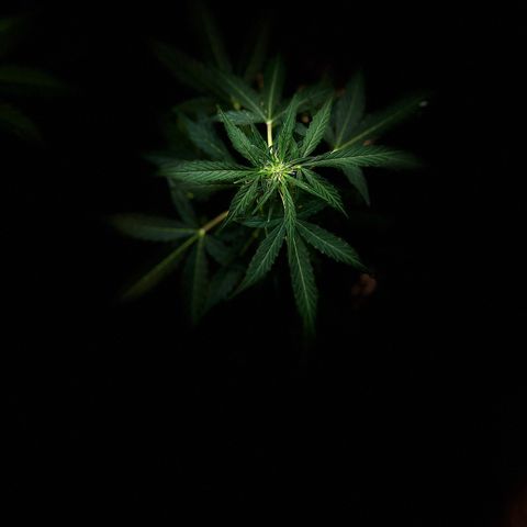 Renate growlog timeline photo