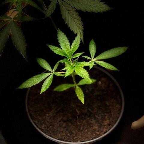 Ashley Ash growlog timeline photo