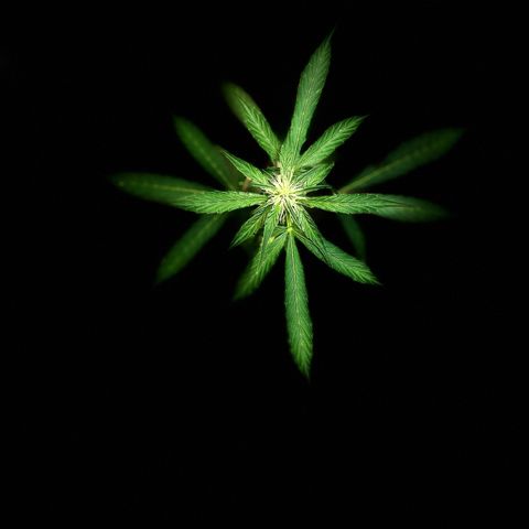 Bella Blue growlog timeline photo