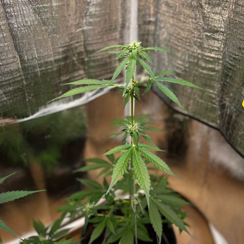 Bella Blue growlog photo: Flower Power 