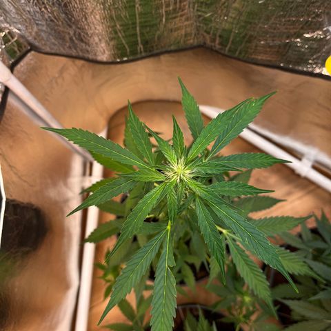 Bella Blue growlog photo: Flower Power 